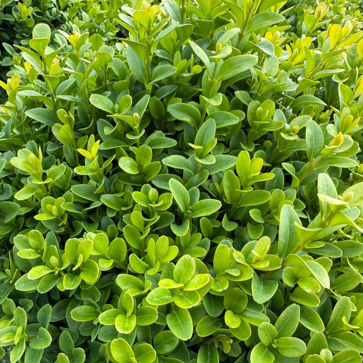 Buxus blad