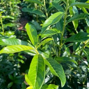 Laurier Caucasica blad