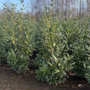 Laurier Novita haagplant