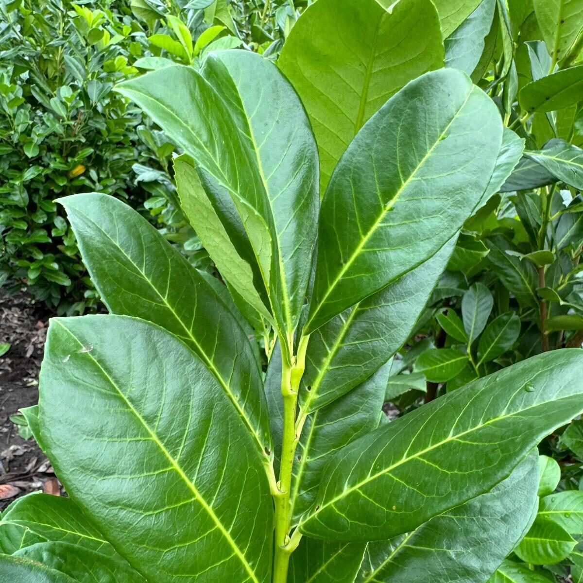Laurier Rotundifolia blad
