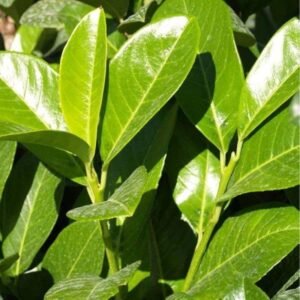 Laurier Rotundifolia haag