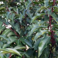 Portugese Laurier blad close up