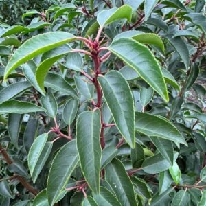 Portugese Laurier blad