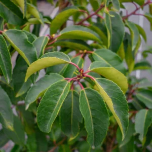 Portugese Laurier close up