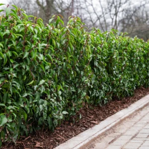 Portugese Laurier haag