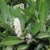 laurier caucasica
