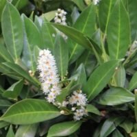 laurier caucasica