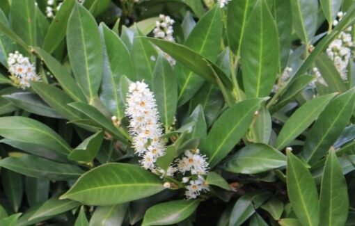 laurier caucasica