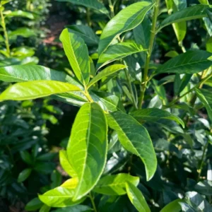 laurier caucasica blad