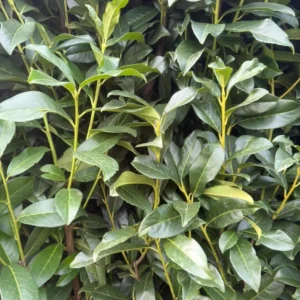 laurier genolia blad