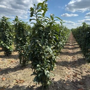 laurier genolia kwekerij