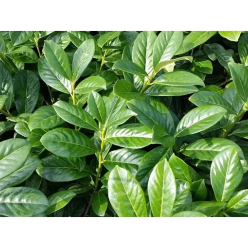 Laurier Novita (Prunus laurocerasus 'Novita') - Afbeelding 4