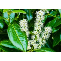 Alternative view of Laurier Novita (Prunus laurocerasus 'Novita')