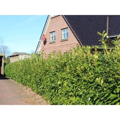 Laurier Novita (Prunus laurocerasus 'Novita') - Afbeelding 3