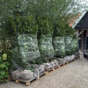 laurier planten op pallet