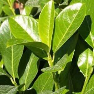 laurier rotundifolia