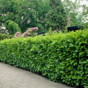 laurier-rotundifolia-haag