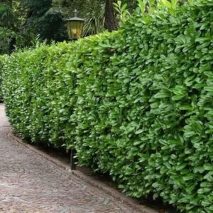 Alternative view of Laurier Rotundifolia (Prunus laurocerasus 'Rotundifolia')