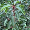 portugese-laurier-blad