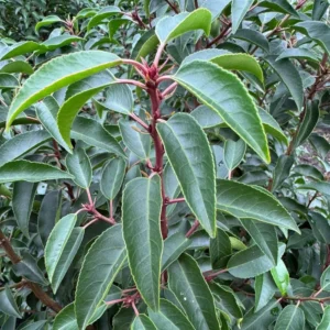 portugese-laurier-blad