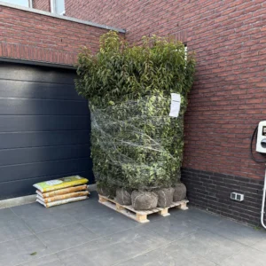 portugese laurier planten op pallet