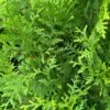 thuja brabant blad