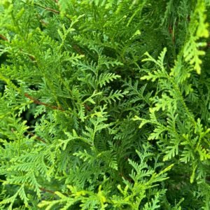 thuja brabant blad