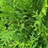 thuja brabant blad
