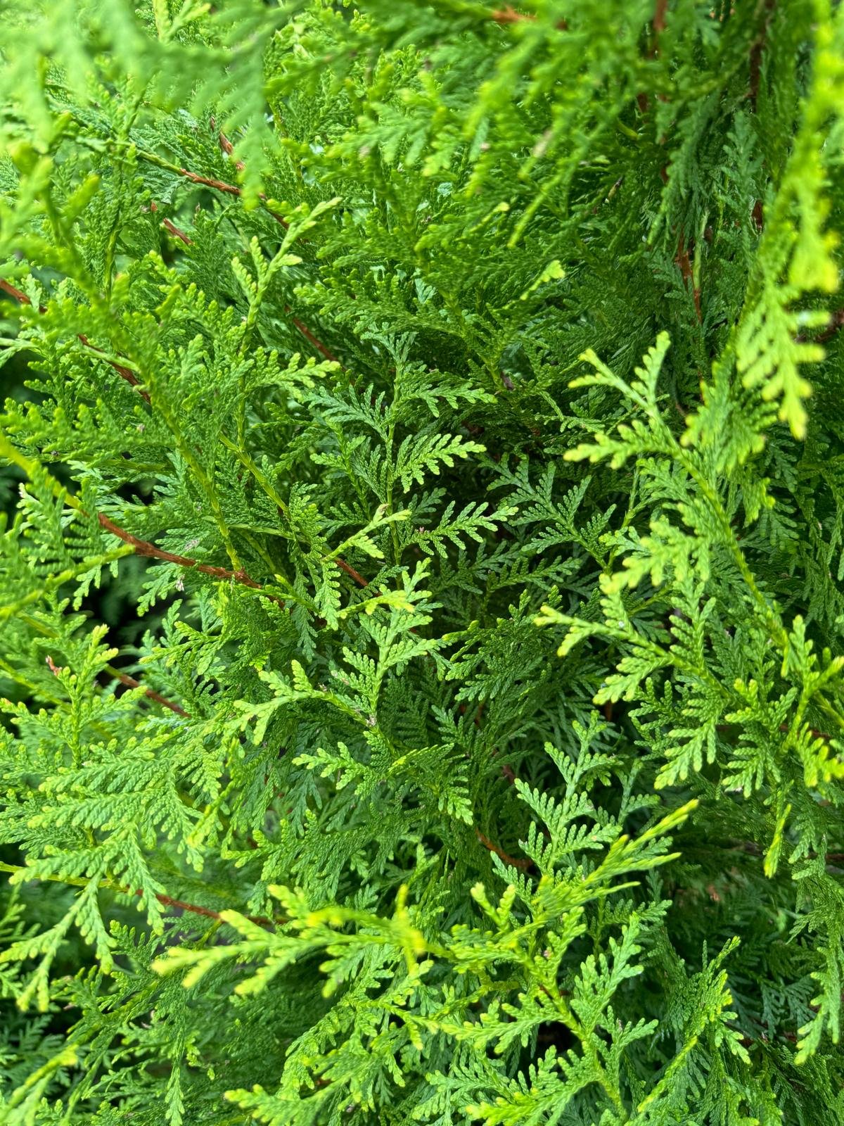 thuja brabant blad