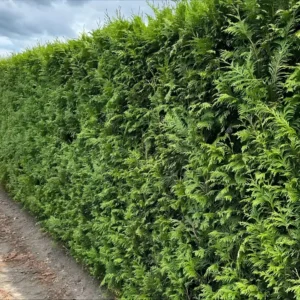 thuja-brabant-haag
