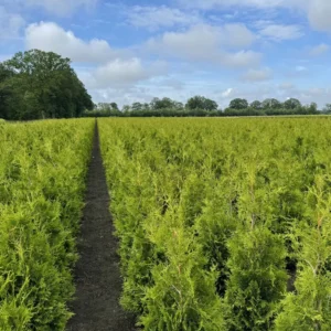 thuja brabant kwekerij