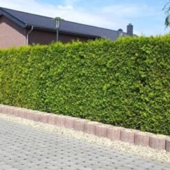 Thuja haag