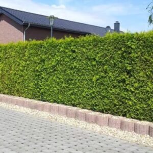 Thuja haag