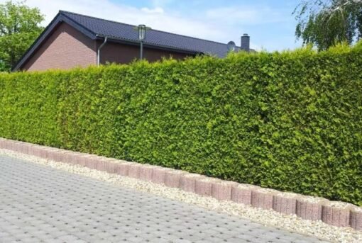 Thuja haag