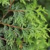 thuja smaragd