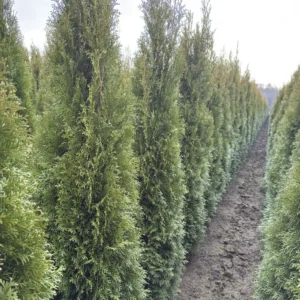 thuja smaragd kwekerij
