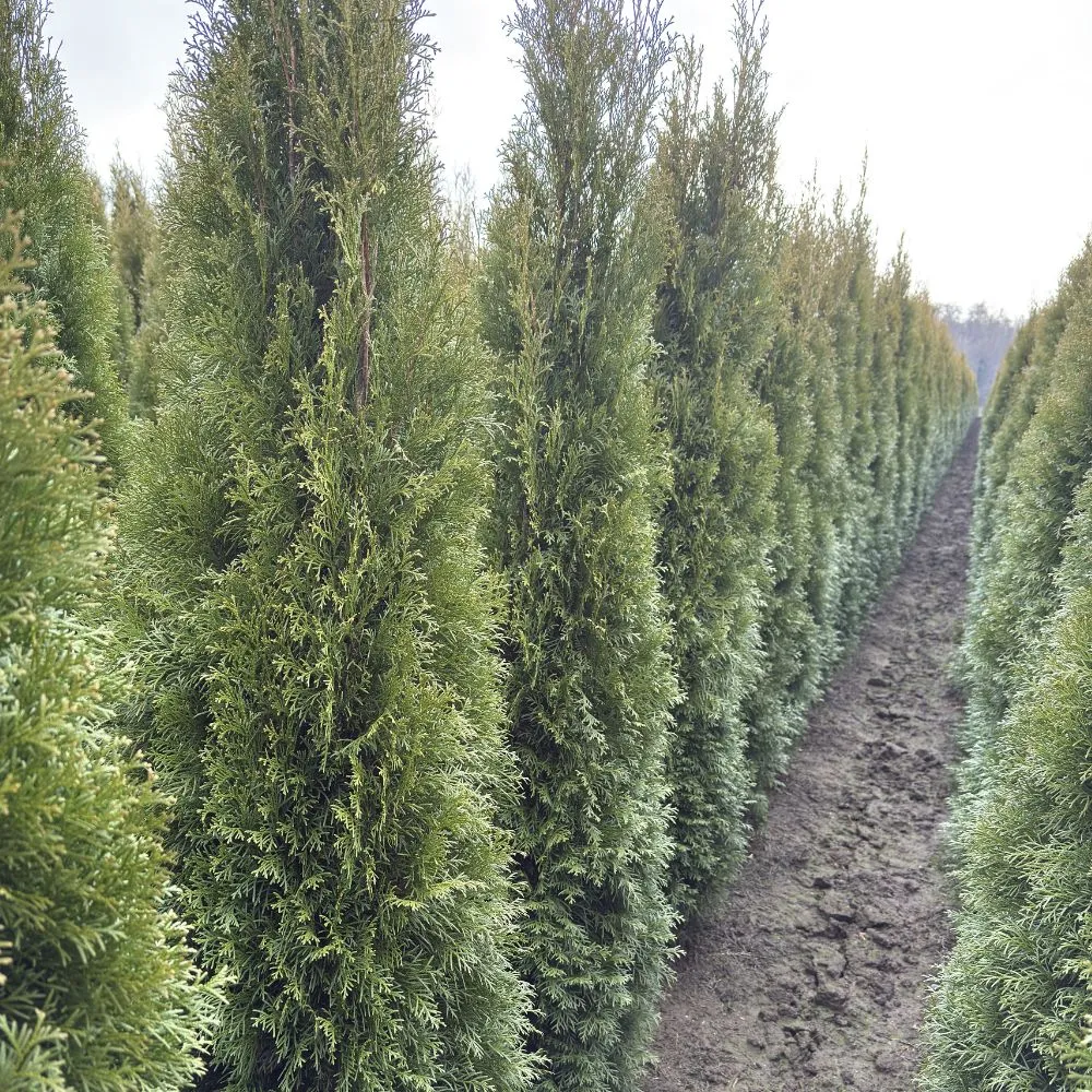 thuja smaragd kwekerij