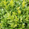 Buxus Sempervirens close up