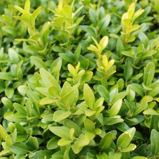 Buxus Sempervirens close up