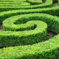Buxus Sempervirens haag
