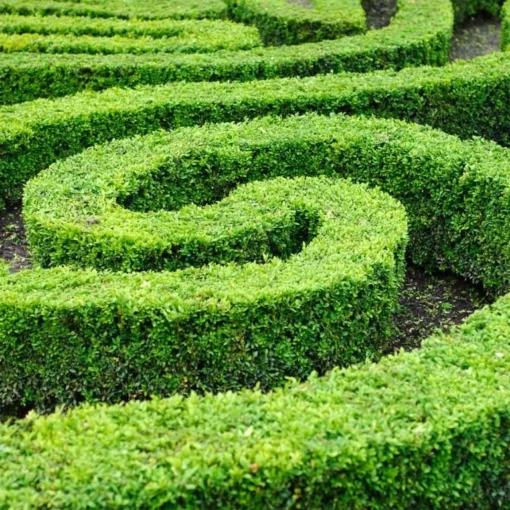 Buxus Sempervirens haag