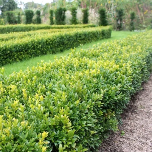 Buxus sempervirens haag