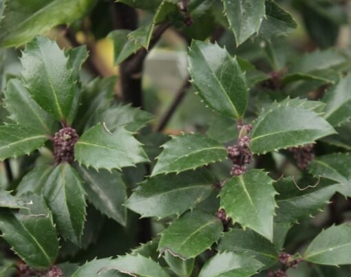 hulst heckenstar