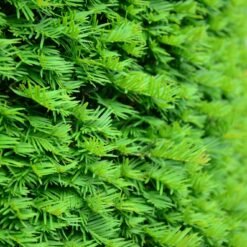 taxus baccata