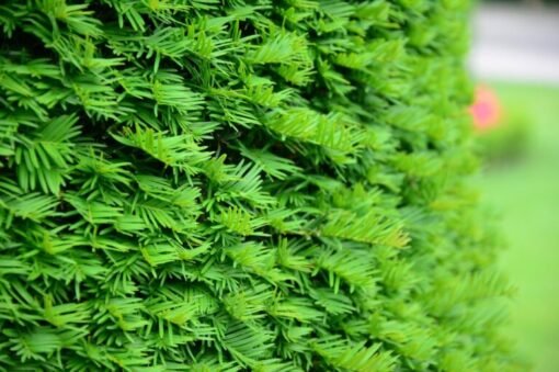 taxus baccata
