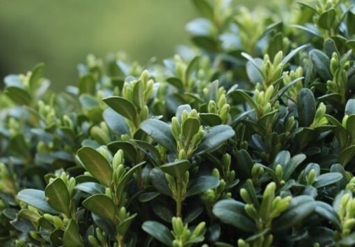 buxus