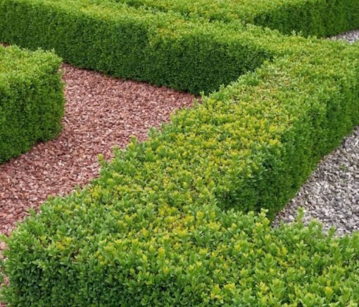 Buxus haag