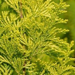 gele californische cipres