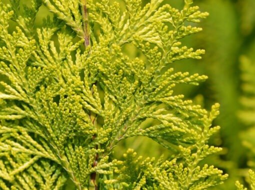 gele californische cipres