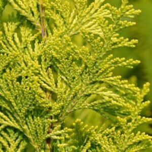 gele californische cipres